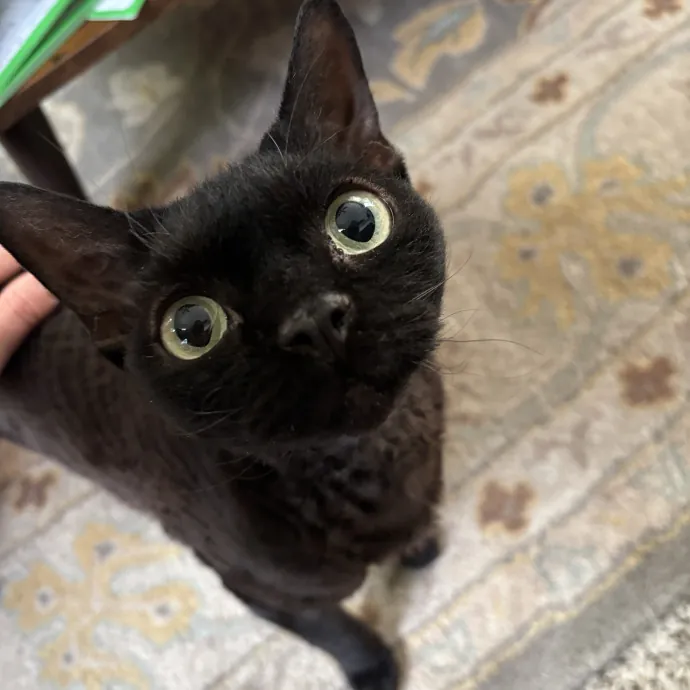 Your Purrfect Local Cat Sitter