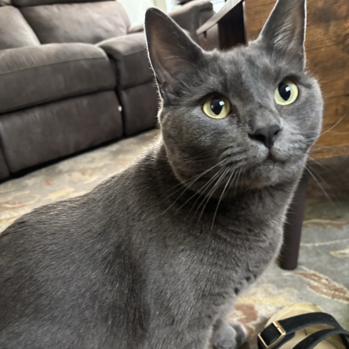 Your Purrfect Local Cat Sitter