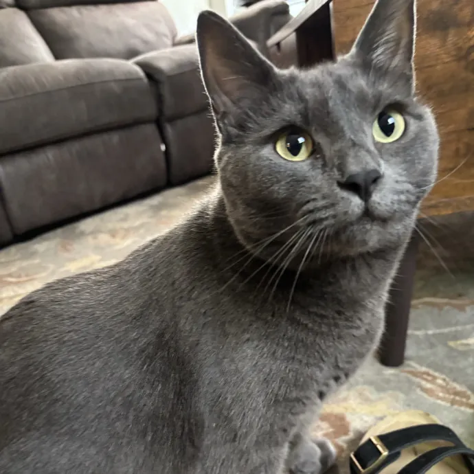 Your Purrfect Local Cat Sitter