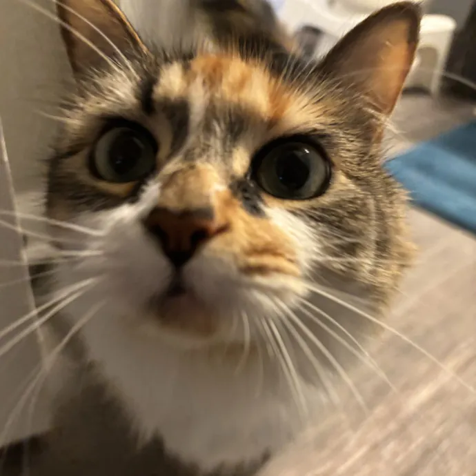 Your Purrfect Local Cat Sitter
