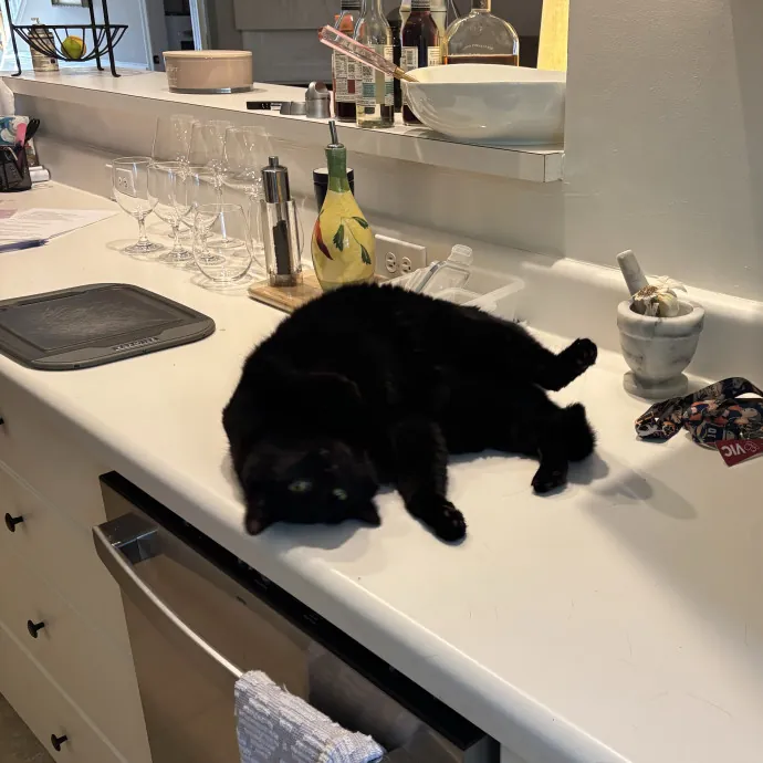 Your Purrfect Local Cat Sitter