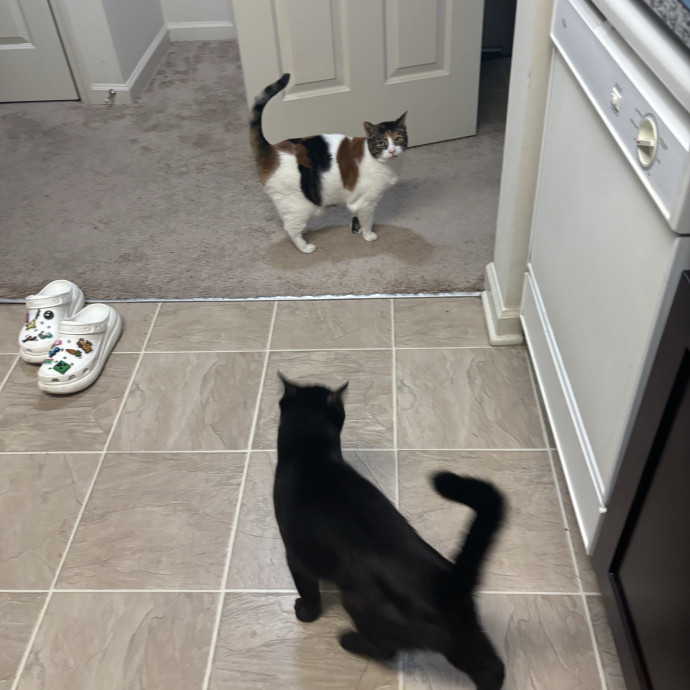 Your Purrfect Local Cat Sitter