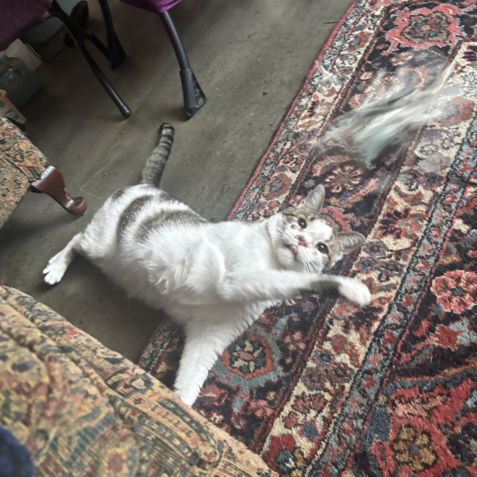 Your Purrfect Local Cat Sitter