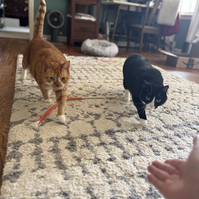 Your Purrfect Local Cat Sitter