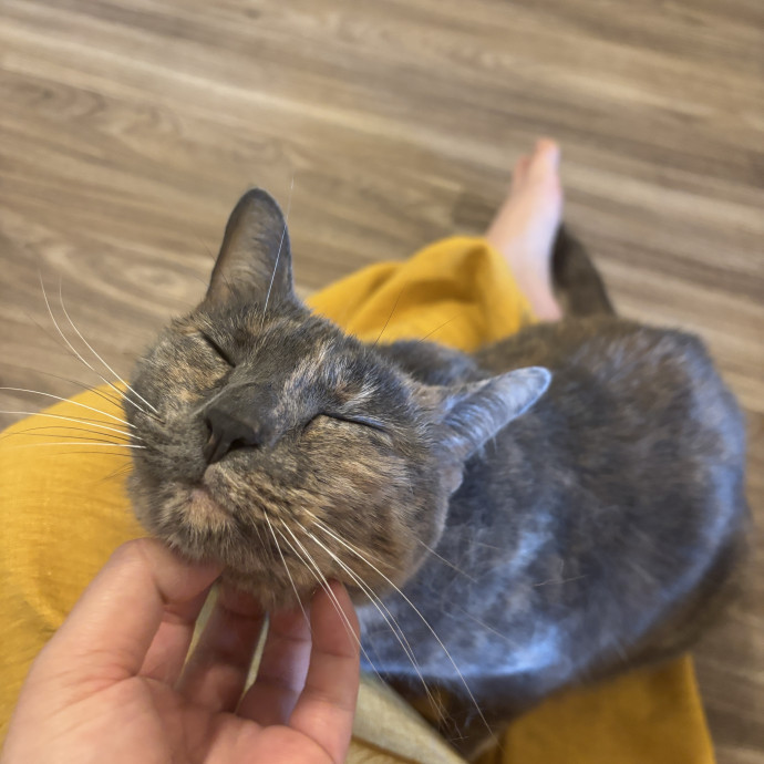 Your Purrfect Local Cat Sitter photo 3