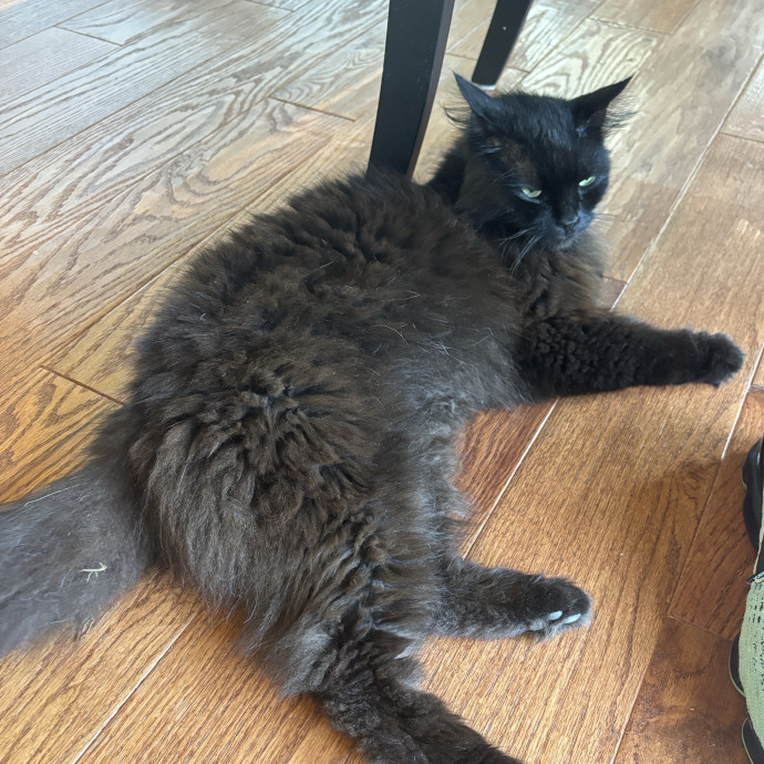 Your Purrfect Local Cat Sitter photo 2