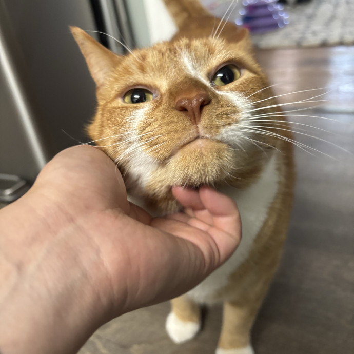 Your Purrfect Local Cat Sitter
