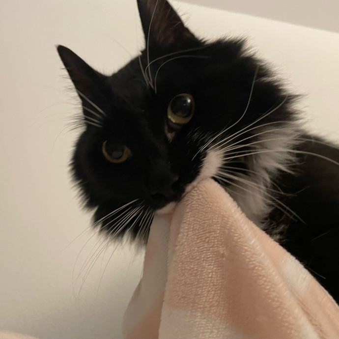 Cynthia's Cat-Tastic Care