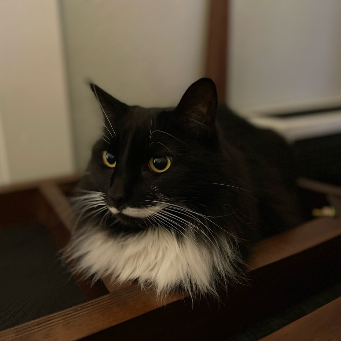 Cynthia's Cat-Tastic Care