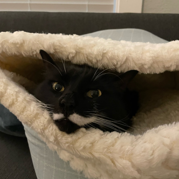 Cynthia's Cat-Tastic Care