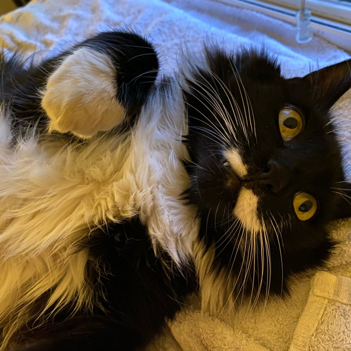 Cynthia's Cat-Tastic Care photo 2