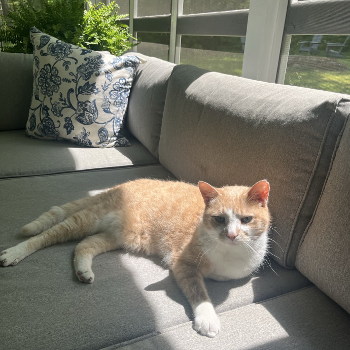 Lifetime Caring Cat Lover And Owner