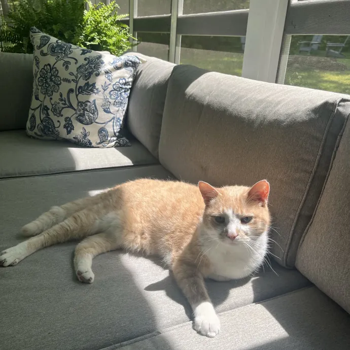 Lifetime Caring Cat Lover And Owner