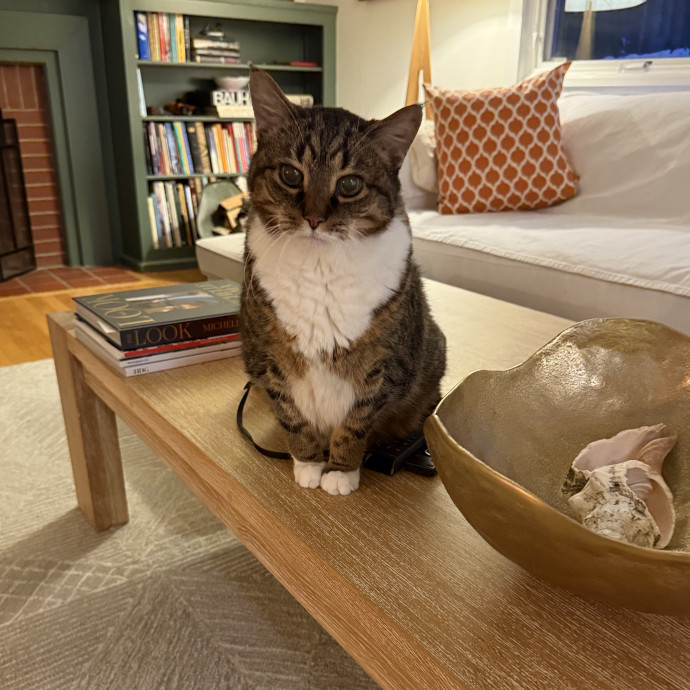 Lifetime Caring Cat Lover And Owner