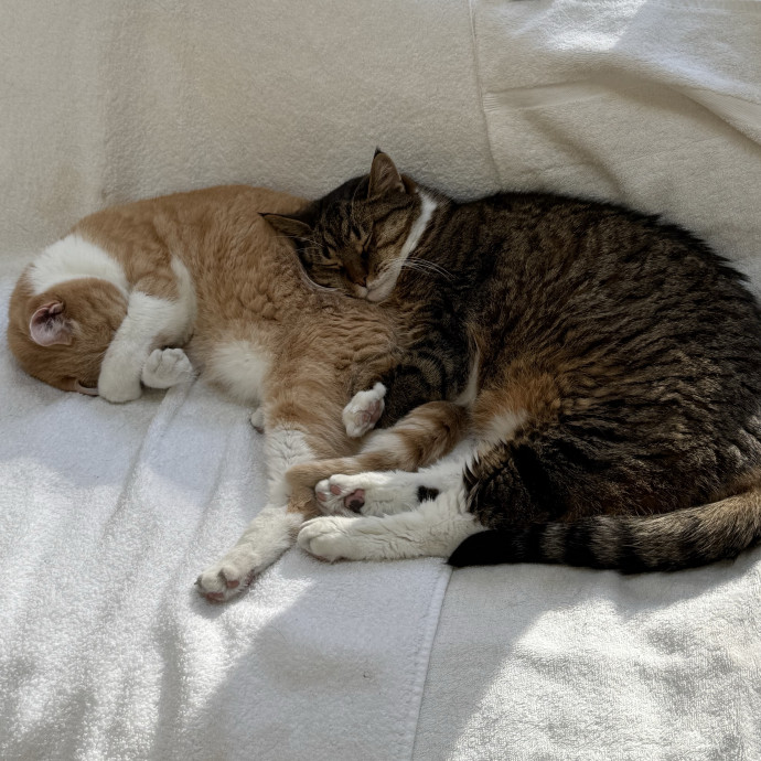 Lifetime Caring Cat Lover And Owner photo 3