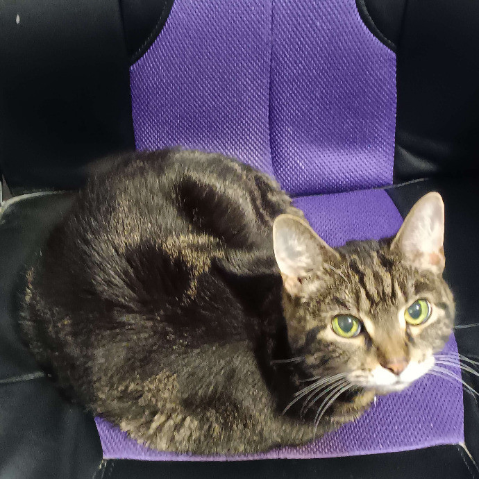 Amazing Cat Care From A Cat Mom