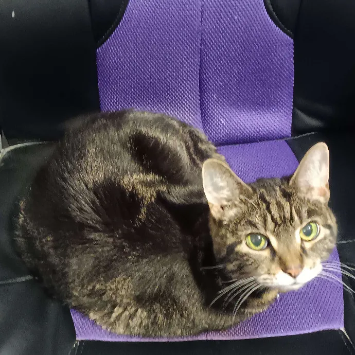 Amazing Cat Care From A Cat Mom