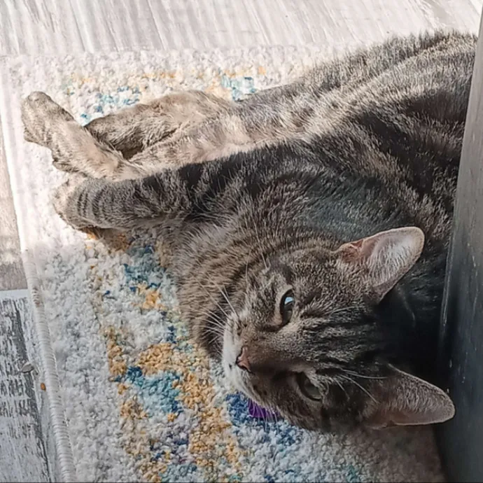 Amazing Cat Care From A Cat Mom