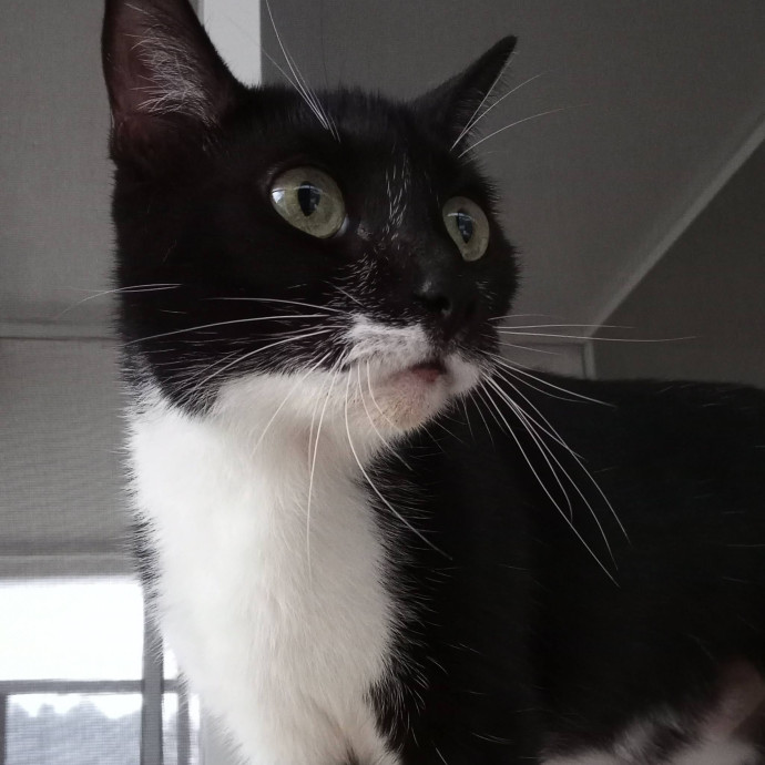 Amazing Cat Care From A Cat Mom