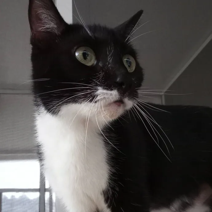 Amazing Cat Care From A Cat Mom