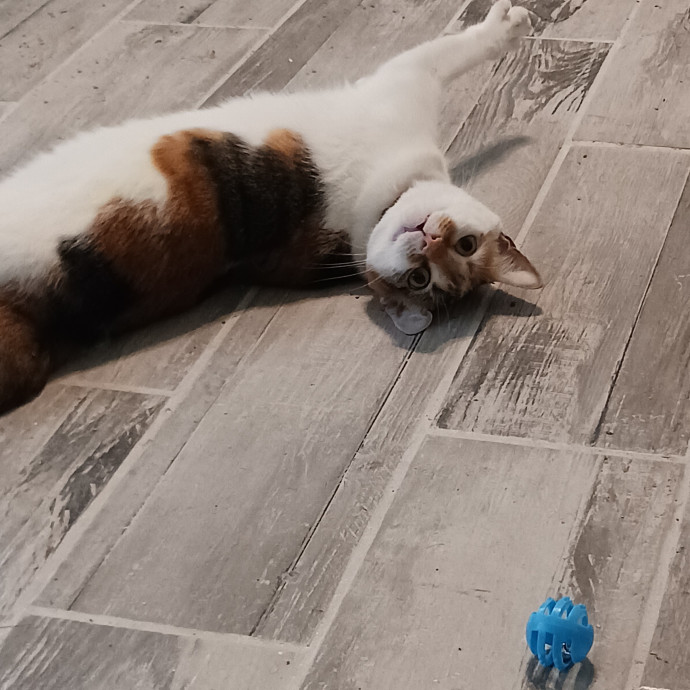 Amazing Cat Care From A Cat Mom