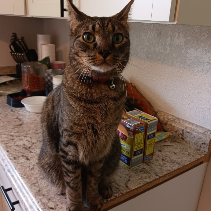 Amazing Cat Care From A Cat Mom