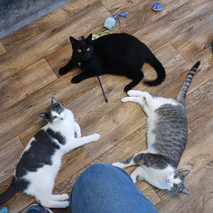Amazing Cat Care From A Cat Mom