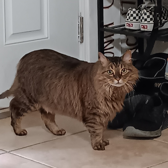 Amazing Cat Care From A Cat Mom photo 3
