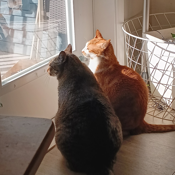 Amazing Cat Care From A Cat Mom photo 2