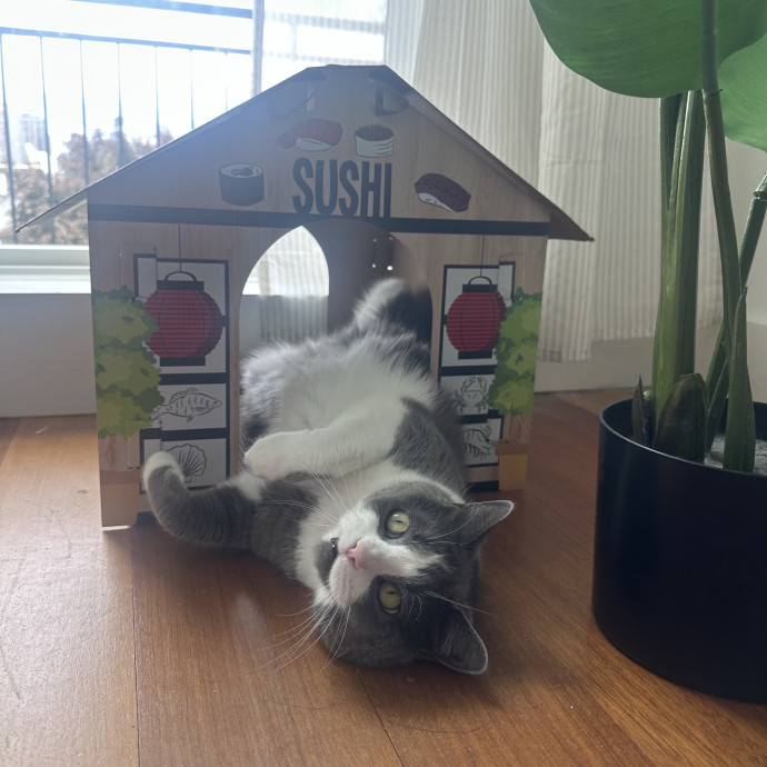 Cat Owner  Prior Vet Tech In Training