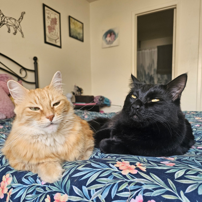 Courtney's Meowtastic Kitty Sitting photo 3