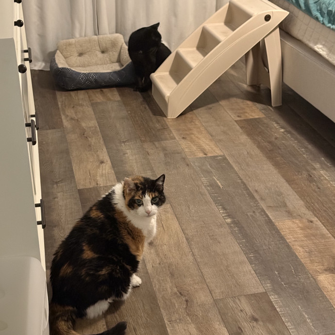 Luxury Cat Sitting