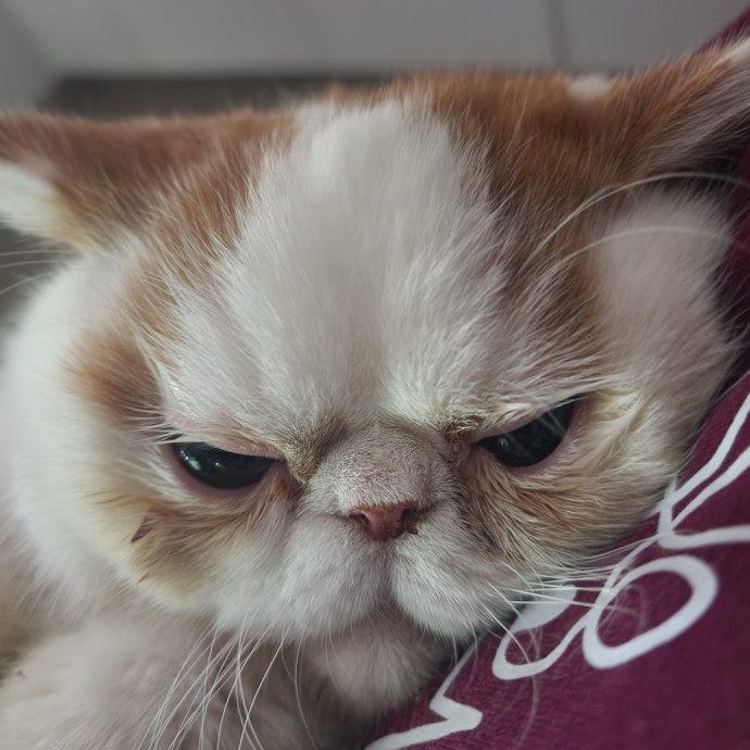 Luxury Cat Sitting