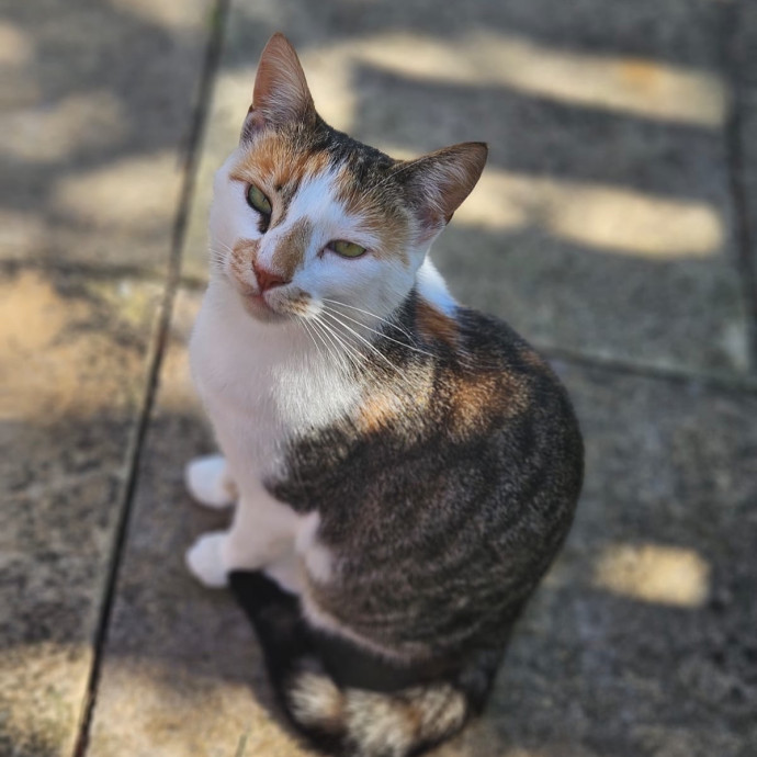 Luxury Cat Sitting