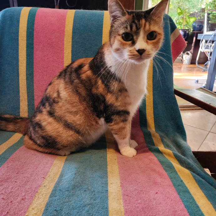 Luxury Cat Sitting