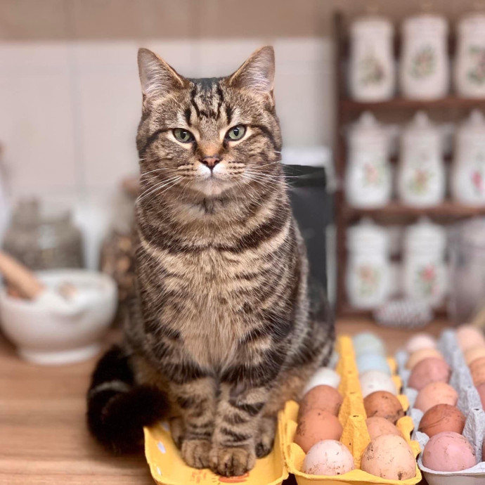 Luxury Cat Sitting
