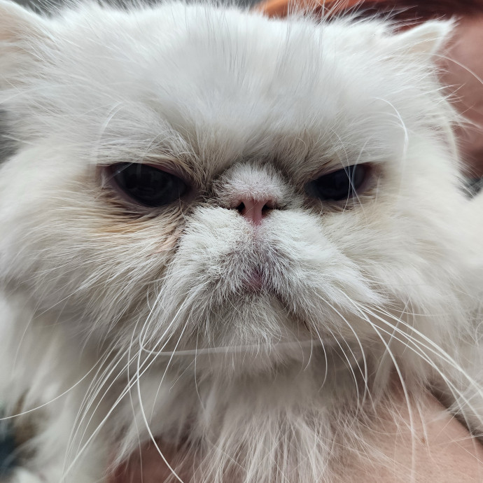 Luxury Cat Sitting