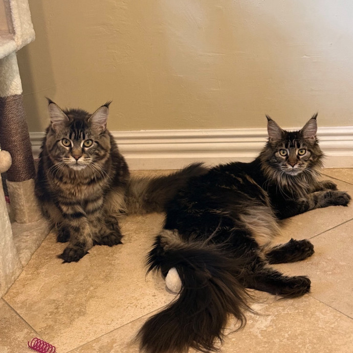 Luxury Cat Sitting