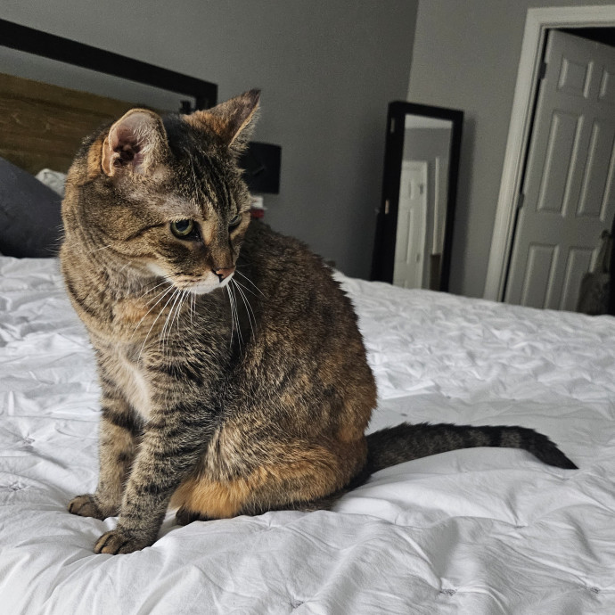 Purrfect Care With Elle