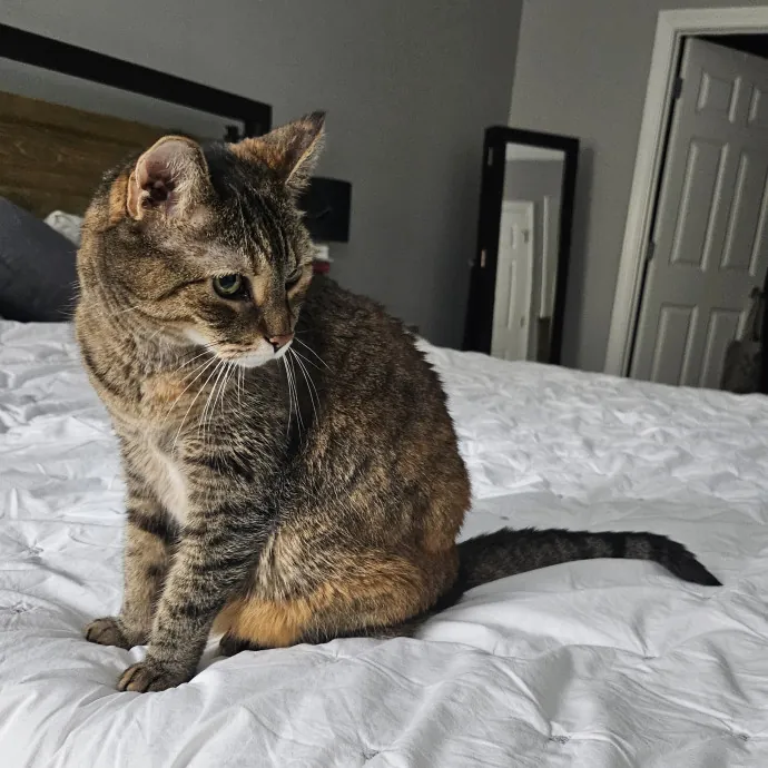 Purrfect Care With Elle