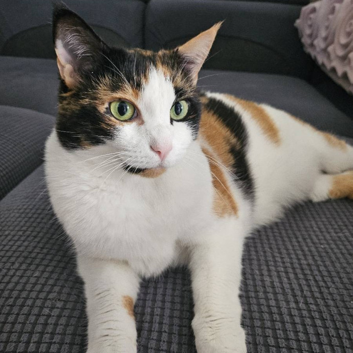 Purrfect Care With Elle