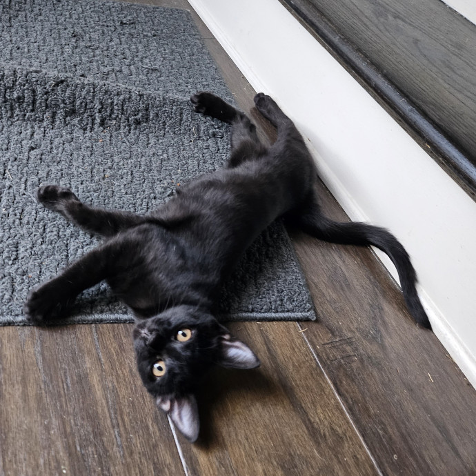 Purrfect Care With Elle