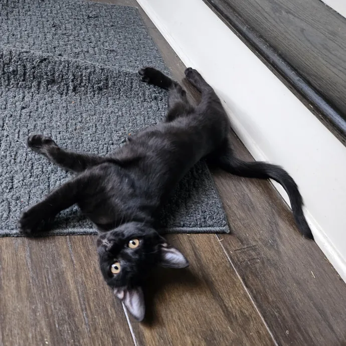 Purrfect Care With Elle