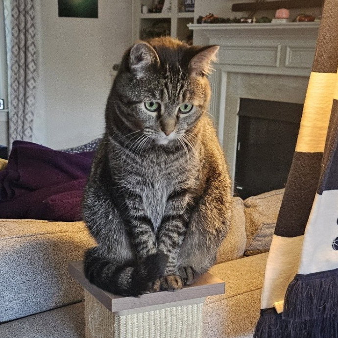 Purrfect Care With Elle