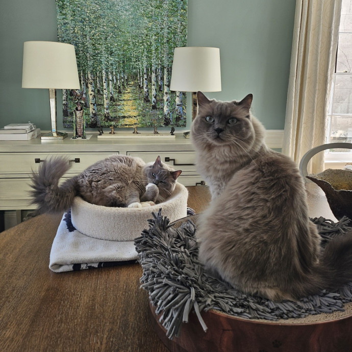 Purrfect Care With Elle