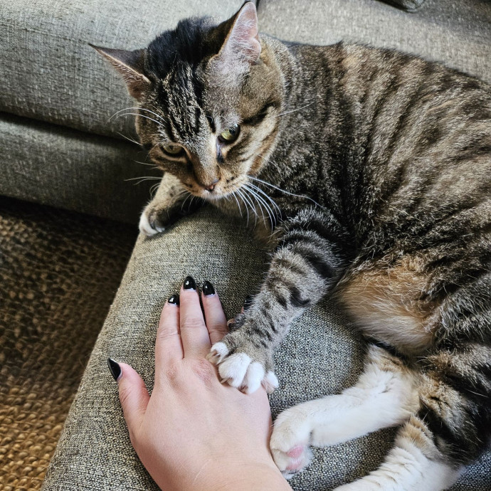 Purrfect Care With Elle