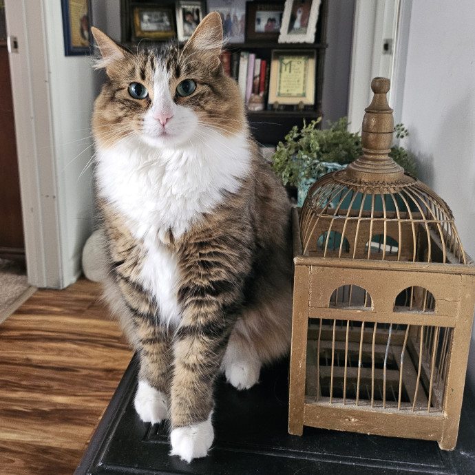Purrfect Care With Elle