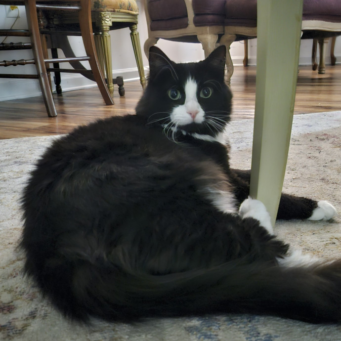Purrfect Care With Elle