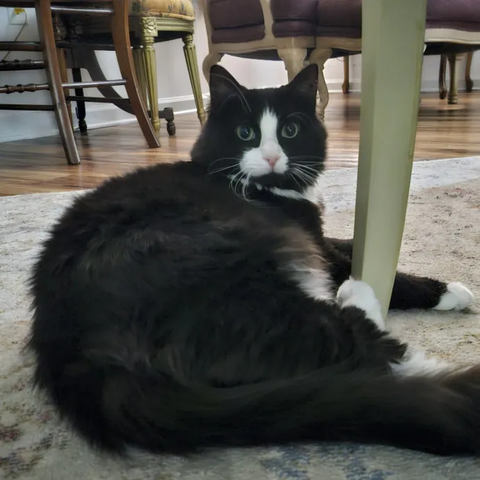 Purrfect Care With Elle
