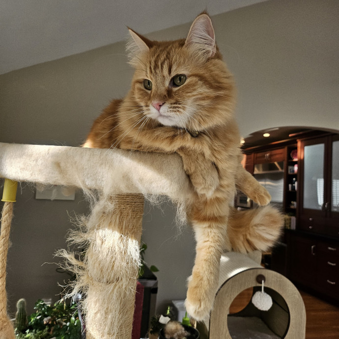 Purrfect Care With Elle
